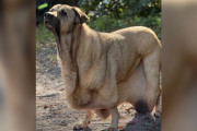 【海外】「犬が驚きの”ぷよぷよ”に変身！飼い主が見守る感動の瞬間」