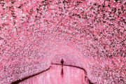 外国人「桜のトンネルが美しすぎる」→「それモミジのライトアップだぞ…」