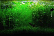 癒しのアクアリウムで小さな生き物たちが見せる静かな大狂乱！皮だけ残し食べつくされる胡瓜に注目