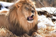 ドレス姿の女性が動物園の柵を乗り越えライオンに求愛！ 情熱的すぎる犯行に全米騒然！！