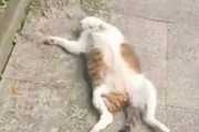 海外「猫は非常に警戒心が強い動物だと言われているけど…」