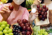 韓国人「日本から密かに持ち込んだ種子で高収益をあげる韓国の農家」