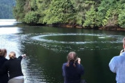 「ロッジの前にクジラが姿を現すことが…どれほど興奮するかわかる？」感激が止まらない人々