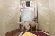 【海外】愛犬の孤独な姿に涙！ボランティアが捉えたシェルター犬の切ない真実とは？