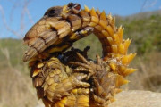 韓国人「不思議な見た目の生き物を見てみよう」