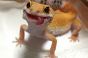 爬虫類を愛してる外国人、どれだけ可愛いかを画像で見せてくるｗｗｗｗ