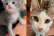 【海外】「小さな子猫を育てる女性に、大きな猫が見せた驚きの優しさ」