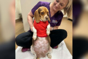 【海外】獣医が妊娠中の保護犬のX線を撮影したら… pupsの予想外な結果に驚愕！