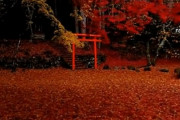 海外「まるで炎の庭のようだ…日本の美しさには驚かされる」見事な紅葉の秋景色（海外の反応）