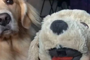 飼主がぬいぐるみばかり可愛がるのを見て嫉妬してしまったゴールデン・レトリバーが驚きの行動に出る！