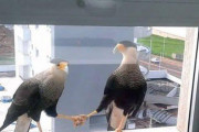 鳥さん同士で何やら取引が無事成立したそうです　海外の反応
