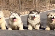 ふわふわモコモコなマラミュートの子犬たちがお散歩したりスケボーで遊ぶ可愛すぎる映像