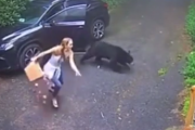 こんなところでクマさんに出会うなんて。森の中に車を止めるときはきちんとドアを閉めて。海外の反応