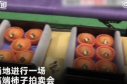 【中国の反応】やっぱり中国で生まれてよかった・・・岐阜の高級柿・２個70万円で落札！？