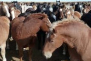 海外「カナダには日本への輸出を目的とした馬肉産業がある。動物虐待じゃないのか？」