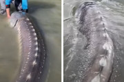 湖の主現る！？「生きた恐竜」とされる古代魚が捕獲され話題(カナダ)