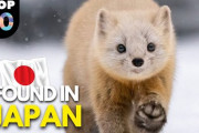日本固有の動物10種を紹介！！外国人「発音のミスはあったけど、面白い動画だったよ」