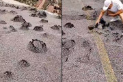 どうしてこうなった？洪水の後、道路がふくれあがり無数の石が生まれる