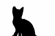 「1匹だけ見た目が悪くて貰い手のいなかった子猫…成長したらこんなに美しくなった」