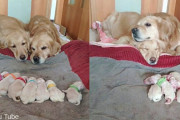産まれたばかりの子犬を見守るゴールデンレトリバーの夫婦にほっこり