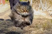 弾丸キャット、お父さんとかけっこ競争で12年間負け知らず