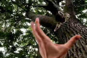 【海外】40フィートの木に閉じ込められた子猫、驚きの瞬間を大捕獲！ 一手で救ったジョンさんの感動ストーリーとは？