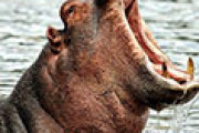 海外「日本のシュールな訓練ｗ」 名古屋の東山動物園の脱出対策訓練の様子が話題