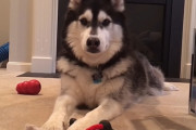 動画を取ることに夢中の飼い主さんに、ちょっとだけおこ中のシベリアン・ハスキー
