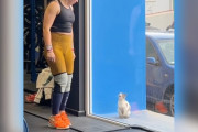 【海外】病気の子猫がジムの外でアスリートたちに助けを求める姿をキャッチ！愛らしい瞬間が話題に