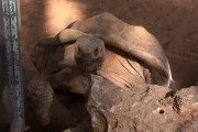 交配中に「Wow、Wow」と鳴くアルダブラゾウガメの動画