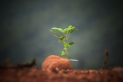 韓国で「水が不足している」と言う植物が発見される！？