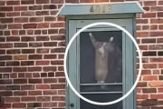アレ？玄関ドアにハロウィンの装飾したっけ？よくみるとそれはニャォ