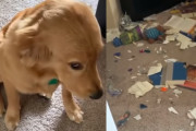 お部屋を散らかしてしまい飼い主さんに叱られながらチラチラ上目遣いで様子を伺うゴールデンレトリバーが可愛い