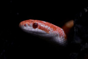 海外「世界で最も危険な動物🦁ランキングを発表するよ」（海外の反応）