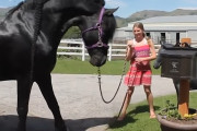 小さな銅像の仔馬に興味をそそられた好奇心旺盛な黒馬