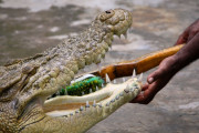 【動画】ワニをなめた結果、悲惨な事態に【海外の反応】