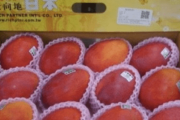 【中国の反応】台湾から日本、ワクチンのお礼にマンゴー直販「乗っかってマンゴー売ろうとしてるだけでしょ」「そもそも一番感謝して欲しいのはうちら中国」