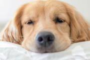 海外「どんな教育をしたらこんな犬になるんだ・・・？」とある外国人が飼育するイッヌが賢すぎると話題にｗｗｗ