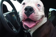警察が迷子犬を保護、パトカーに自ら乗り込み運転席から離れず「ボクが運転するワン！」