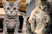 【海外】「ショッピングセンターでの運命の出会い！ひとりぼっちの子猫を救った感動のストーリー」