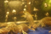 世界最速のパンチを放つボクサーえび～スローモーションシャコタン～「信じられないほど優雅な生き物」「テラフォーマーズが私をここに連れてきた」海外の反応