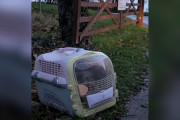 【海外】「従業員が気づいた！ゲートの外に捨てられた子犬たちの驚きの正体とは？」