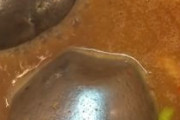 海外「これが日本人の発想か！」冷めたつけ麺を温める方法が画期的だと話題に！