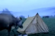 「牛に靴を盗まれる可能性はとても低いがゼロではない」注目を集めていた映像