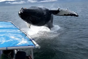 ホエール・ウォッチング中、急に現れたクジラが船の横で大ジャンプ！船内のみんなで仲良く水浸し！！