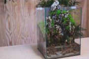 海外「素晴らしい！癒される！」日本人が作るアクアテラリウムに反響（海外の反応）