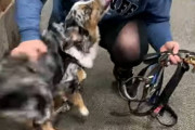 犬の幼稚園（ドッグデイケア）に預けられるのが好き過ぎるワンコ