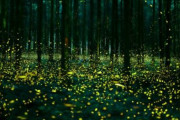 海外「これは幻想的で素晴らしい光景だね」日本で撮られたとある妖精のように美しい光の写真があまりに綺麗だと話題に