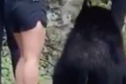 クマに出会ったら死んだふりはするな！ハイキング中にクマと出会っても普通に・・・。海外の反応