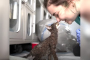 【海外】「保護施設スタッフも涙！ペンキまみれの子猫が現れた衝撃の瞬間」